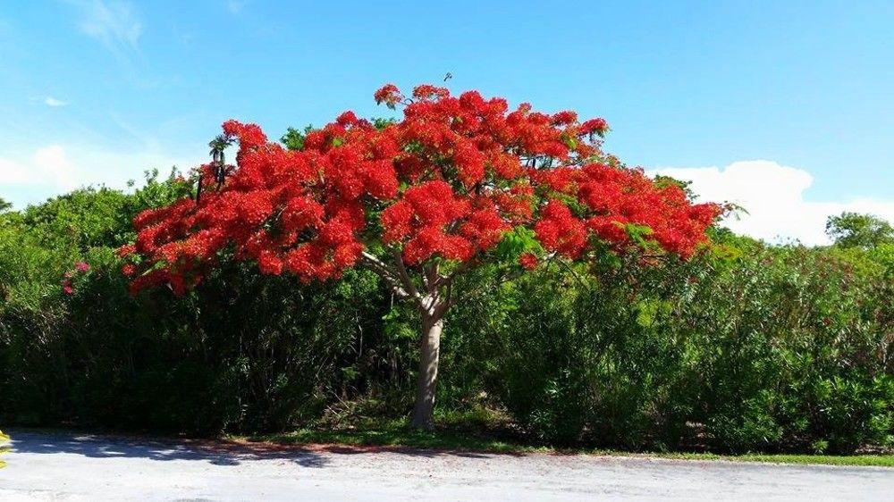 Oceanfrontier Hideaway Hotel Great Guana Cay Luaran gambar